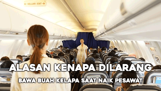 Alasan Kenapa Dilarang Bawa Buah Kelapa saat Naik Pesawat